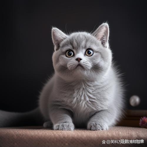 车尾搞笑车贴文字