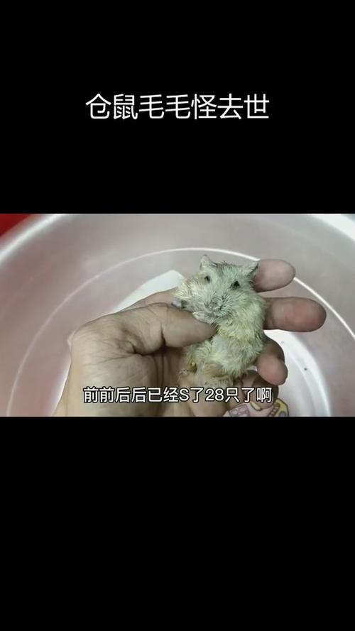 仓鼠死了的表现