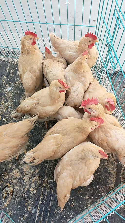 批发活鸡在哪里进货