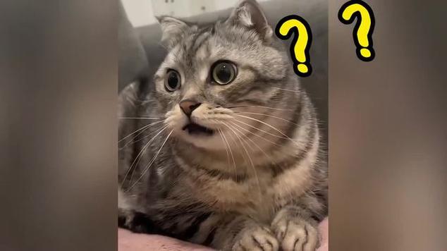 小猫震惊表情包o型嘴