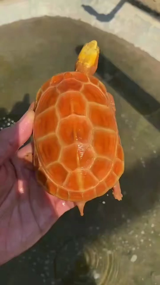 白化黄缘龟