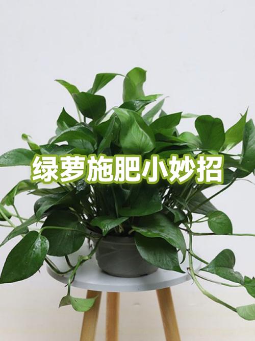 怎么给绿萝施肥