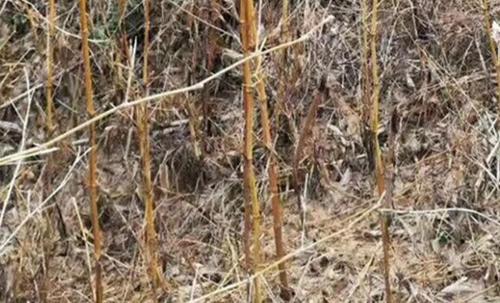 清除竹子根特效药截图2