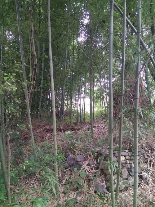 燕尾竹图片