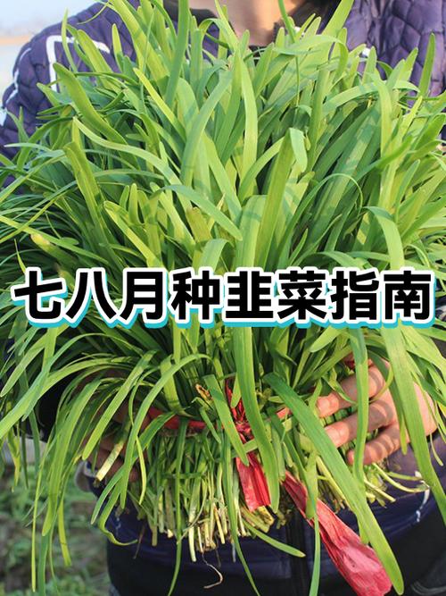 种韭菜收益怎么样