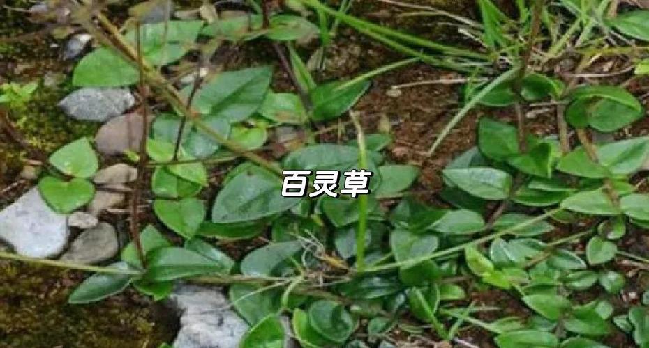 白灵的功效与作用