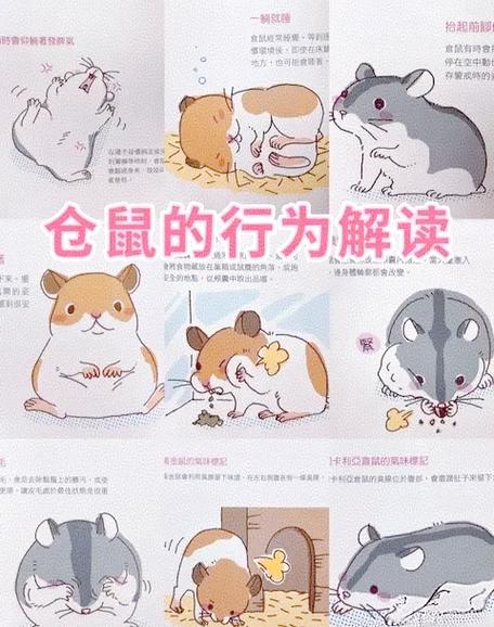仓鼠没有木屑能活吗