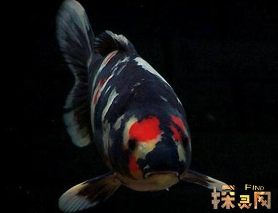 抖音生肖锦鲤奖励