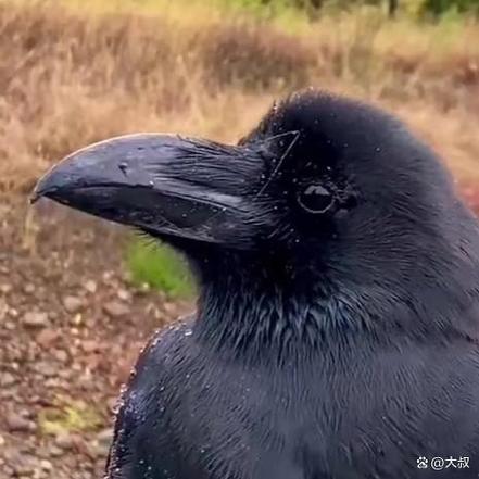 学校有乌鸦代表什么