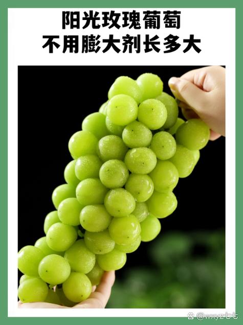 阳光玫瑰宣传语简短