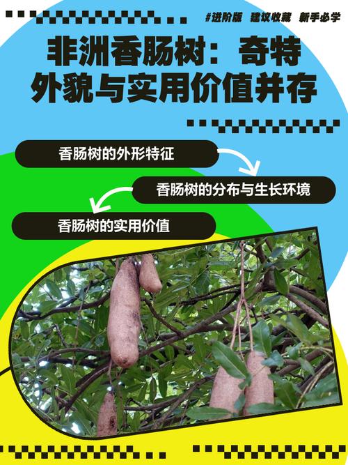 香肠树怎么注册