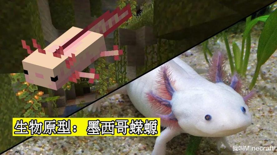 我的世界蝾螈在哪里生成