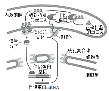 错误折叠的蛋白质会被什么标记