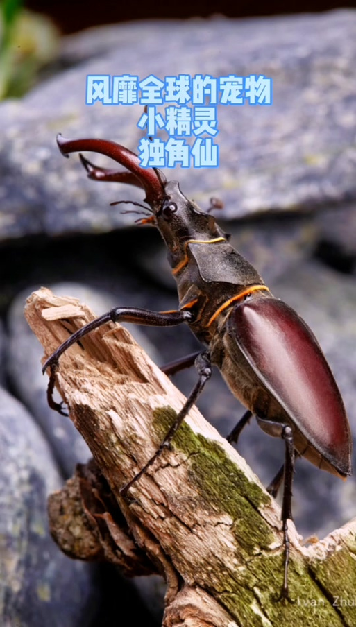 饲养前景最好的昆虫
