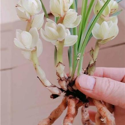 素冠荷鼎价格