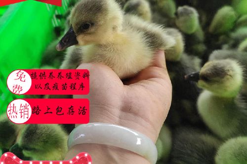 哪里有小鹅苗批发市场
