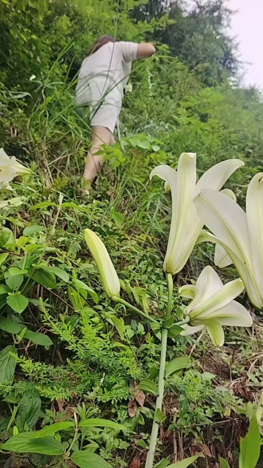 江西百合之乡