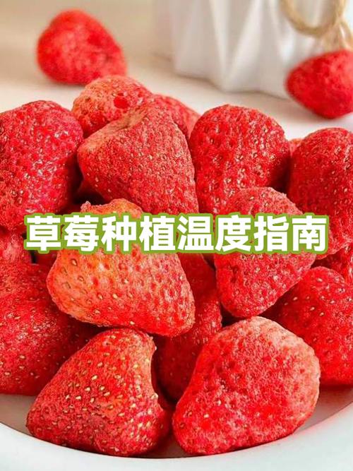 草莓主要销路是哪里