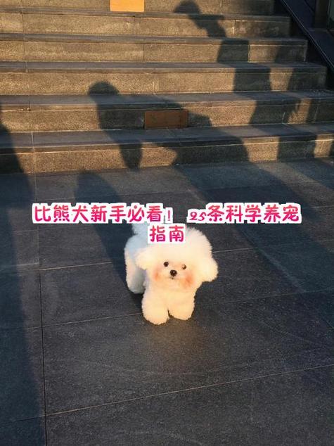 买比熊犬的时候怎么选