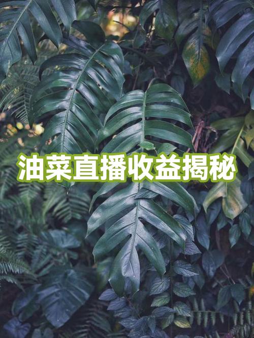 b站直播能赚多少钱