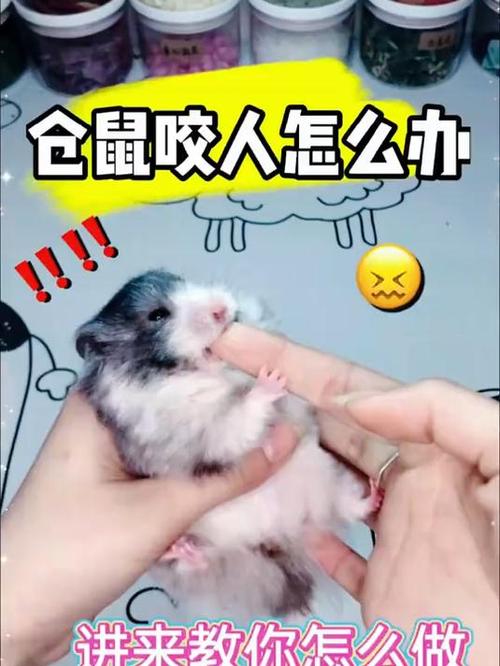 仓鼠想咬人的表现
