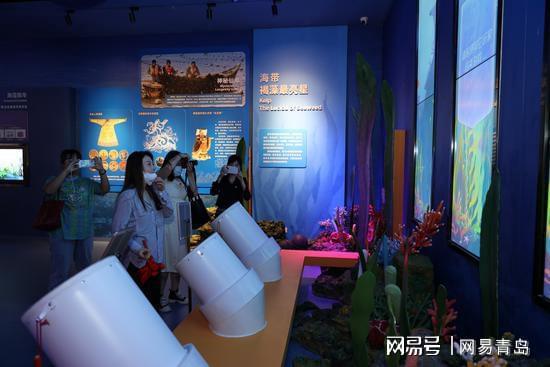 乌贼,章鱼,鱿鱼