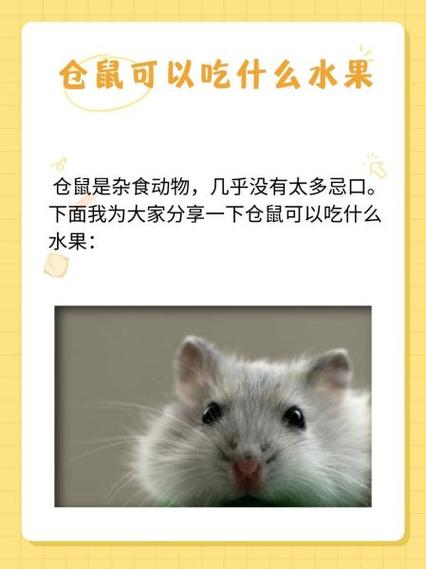 仓鼠一般吃什么食物?