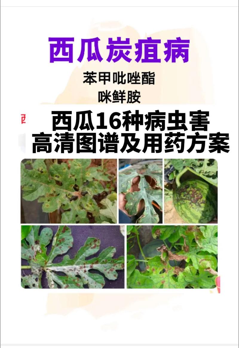 西瓜病害图片及图解