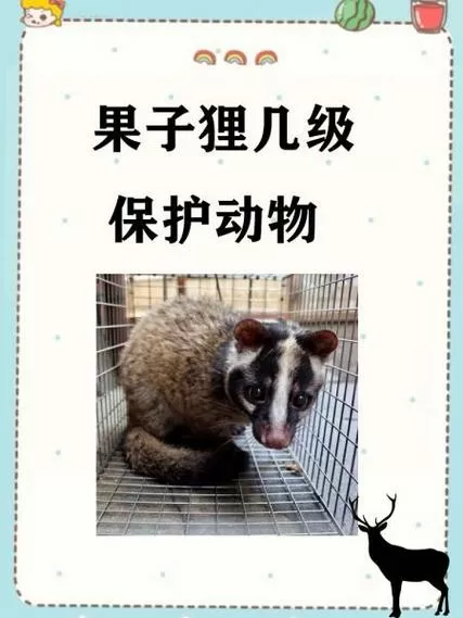 果子狸可以当宠物养吗