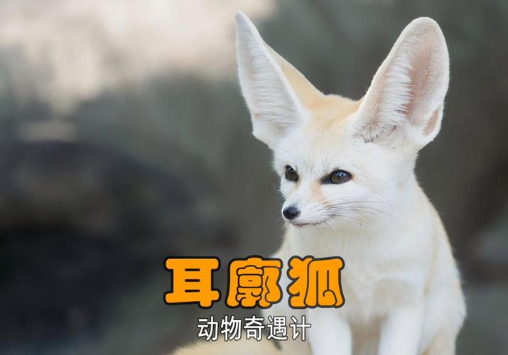 哪种动物是世界上最小的狐狸